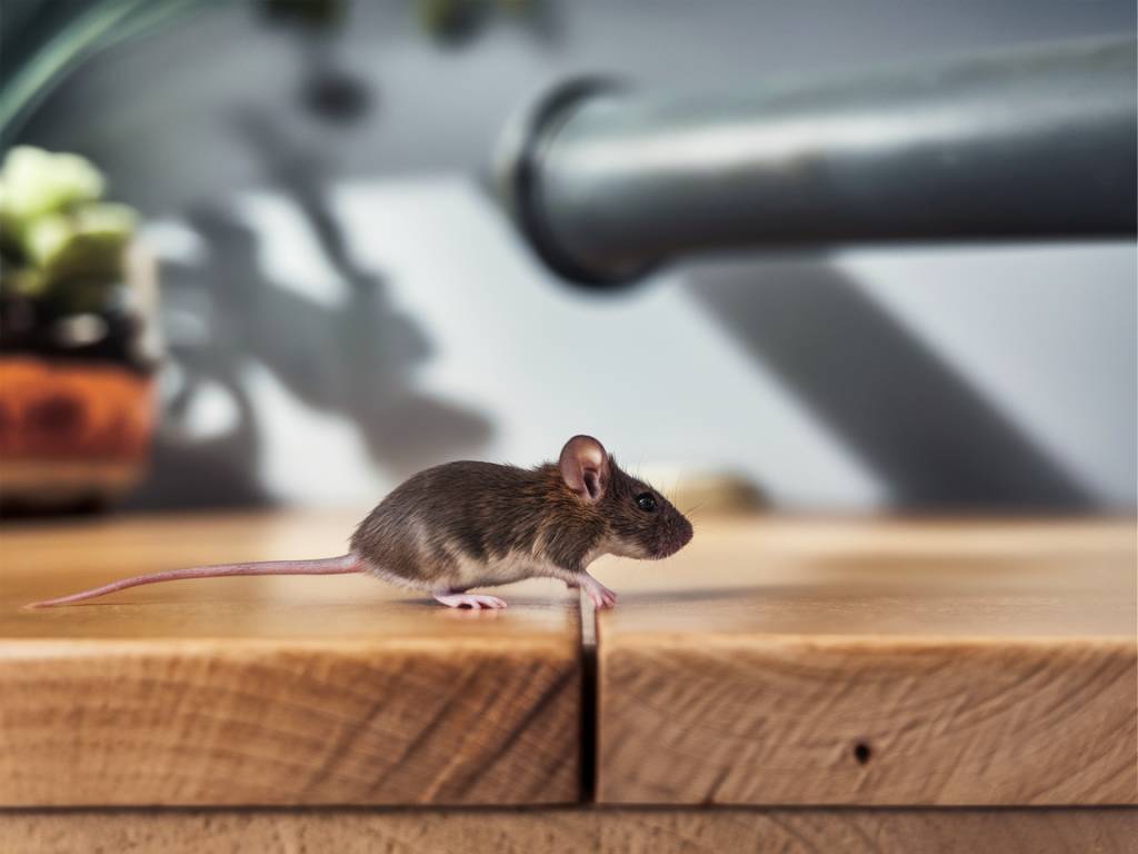 Vous avez un problème avec des rats ou des souris, appelez nous au 06 83 90 66 78 pour échanger et trouver une solution rapide et professionnelle